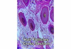 Outlet π€© World’s Most Powerful Clip-On Microscope Kit by ScienceWiz 𧨠13 Outlet π€© World’s Most Powerful Clip-On Microscope Kit by ScienceWiz 𧨠-Electronics Elegant Store 207184 z3