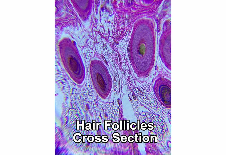 Outlet π€© World’s Most Powerful Clip-On Microscope Kit by ScienceWiz 𧨠3 Outlet π€© World’s Most Powerful Clip-On Microscope Kit by ScienceWiz 𧨠- Image 3