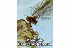 Outlet π€© World’s Most Powerful Clip-On Microscope Kit by ScienceWiz 𧨠14 Outlet π€© World’s Most Powerful Clip-On Microscope Kit by ScienceWiz 𧨠-Electronics Elegant Store 207184 z4