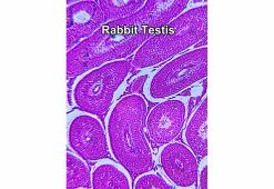 Outlet π€© World’s Most Powerful Clip-On Microscope Kit by ScienceWiz 𧨠15 Outlet π€© World’s Most Powerful Clip-On Microscope Kit by ScienceWiz 𧨠-Electronics Elegant Store 207184 z5