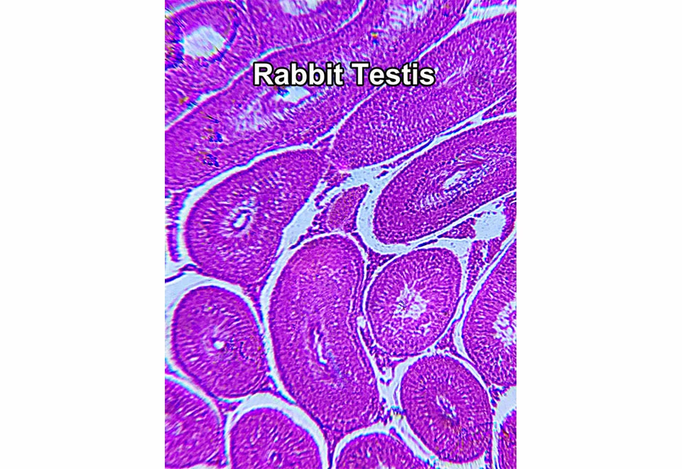 Outlet π€© World’s Most Powerful Clip-On Microscope Kit by ScienceWiz 𧨠5 Outlet π€© World’s Most Powerful Clip-On Microscope Kit by ScienceWiz 𧨠- Image 5