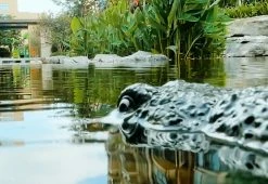 Hot Sale 🔔 RC Robot Crocodile by Jupiter Creations Inc 🛒 -Electronics Elegant Store 208601 z5